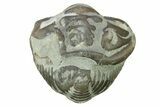 Wide, Enrolled Flexicalymene Trilobite - Indiana #287764-1
